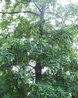 Pterocarya x rehderiana