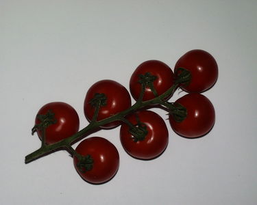 Tomatoes on the vine