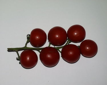 Tomatoes on the vine