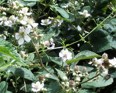 Blackberry flowers