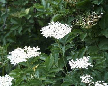 Elderberry Flowers