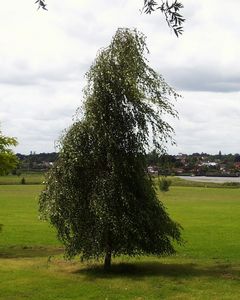 Pendula