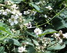 Blackberry flowers