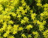 Sedum acre