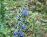 Echium vulgare