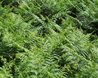 Ferns