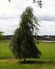 Pendula