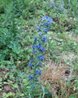 Echium vulgare