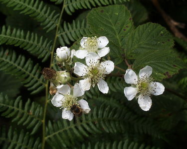 Bramble Flowers