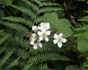 Honey Bee on the Bramble Flowers