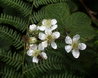Bramble Flowers