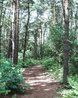 Woodland