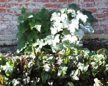 Walled Garden