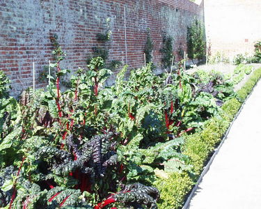 Rhubarb