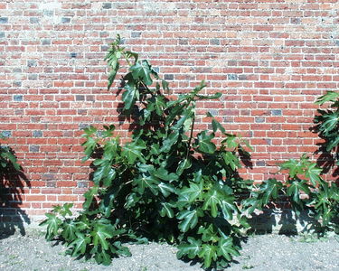 Walled Garden