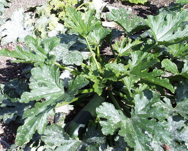 Walled Garden