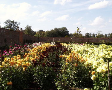 Dahlia Beds