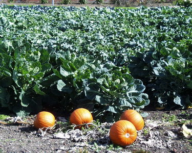 Pumpkins and Cabbages