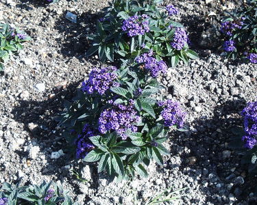 Walled Garden