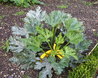 Walled Garden