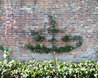Walled Garden