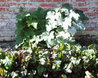Walled Garden