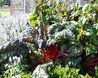 Walled Garden