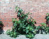 Walled Garden