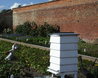 Bee hive