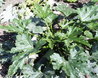 Walled Garden