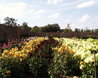 Dahlia Beds