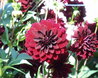 Walled Garden