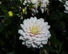 Walled Garden