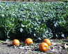 Pumpkins and Cabbages