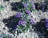 Walled Garden