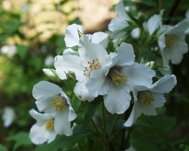 Fairhaven Water Garden