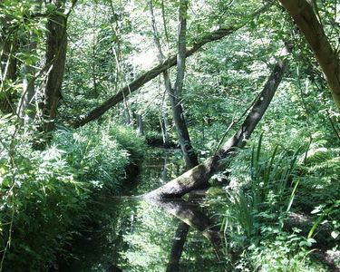 Fairhaven Water Garden