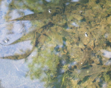 Fairhaven Water Garden