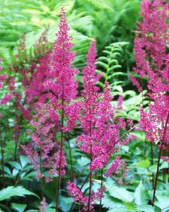 Fairhaven Water Garden