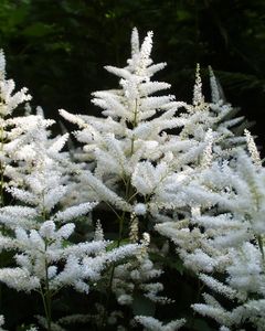 Fairhaven Water Garden