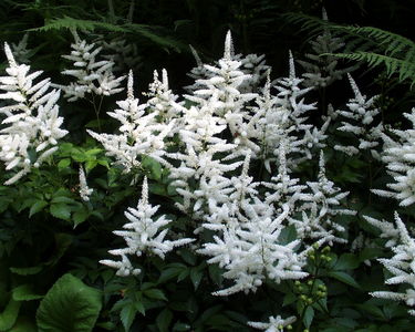Fairhaven Water Garden