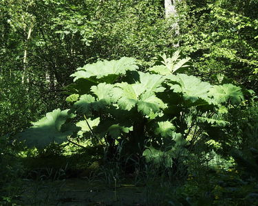 Fairhaven Water Garden