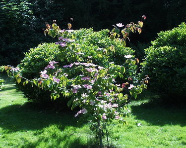 Fairhaven Water Garden