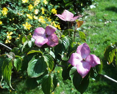 Fairhaven Water Garden