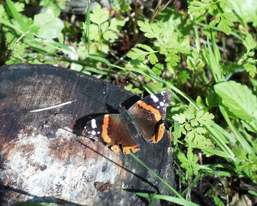 Red Admiral