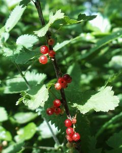 Fairhaven Water Garden