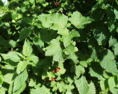 Fairhaven Water Garden