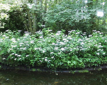 Fairhaven Water Garden