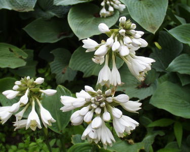 Fairhaven Water Garden