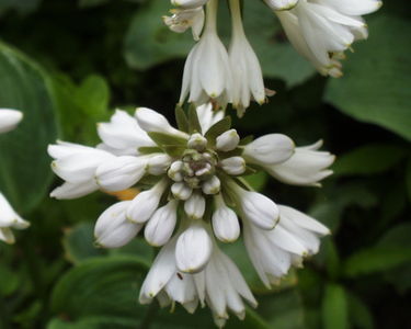 Fairhaven Water Garden